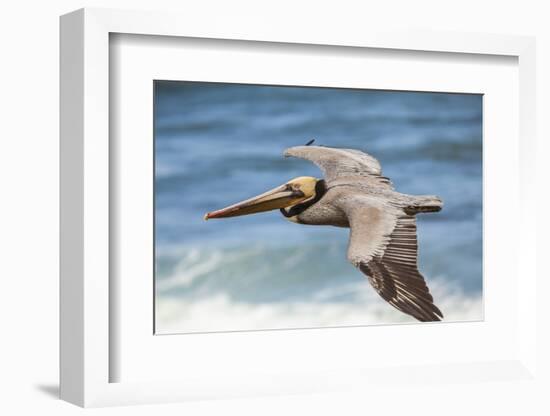 Brown Pelican Soaring. La Jolla Cove, San Diego-Michael Qualls-Framed Photographic Print