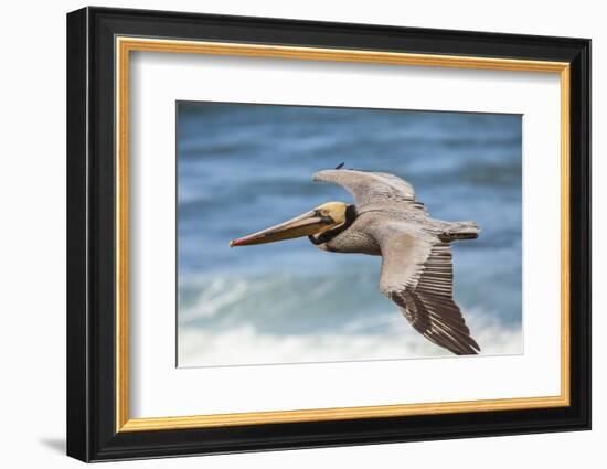 Brown Pelican Soaring. La Jolla Cove, San Diego-Michael Qualls-Framed Photographic Print