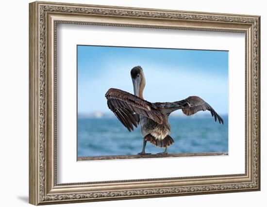 Brown Pelican Splashing in Water. Bird in the Dark Water, Nature Habitat, Florida, Usa. Wildlife Sc-Ondrej Prosicky-Framed Photographic Print