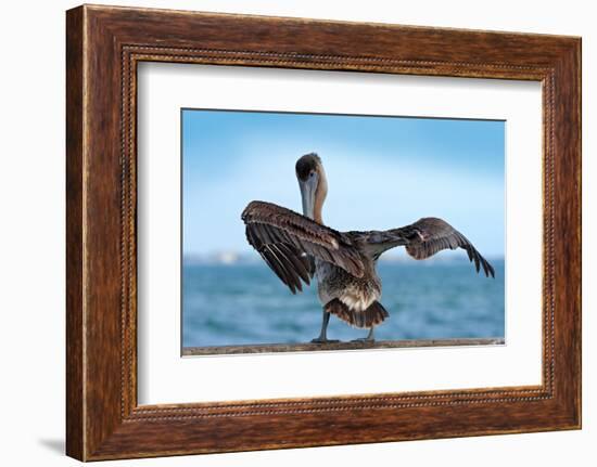 Brown Pelican Splashing in Water. Bird in the Dark Water, Nature Habitat, Florida, Usa. Wildlife Sc-Ondrej Prosicky-Framed Photographic Print