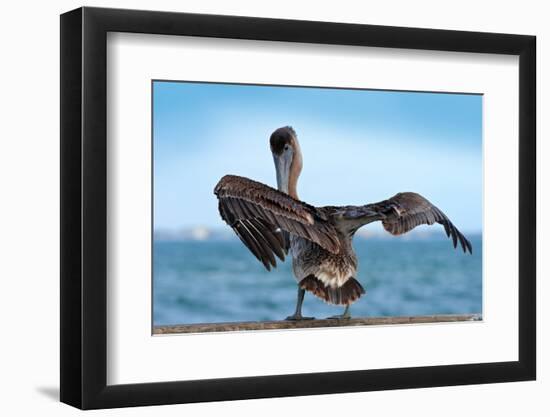 Brown Pelican Splashing in Water. Bird in the Dark Water, Nature Habitat, Florida, Usa. Wildlife Sc-Ondrej Prosicky-Framed Photographic Print