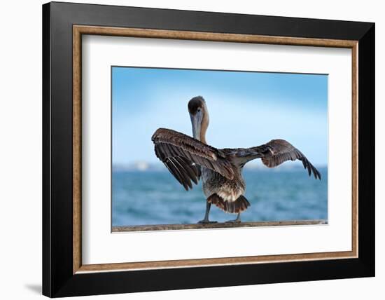 Brown Pelican Splashing in Water. Bird in the Dark Water, Nature Habitat, Florida, Usa. Wildlife Sc-Ondrej Prosicky-Framed Photographic Print