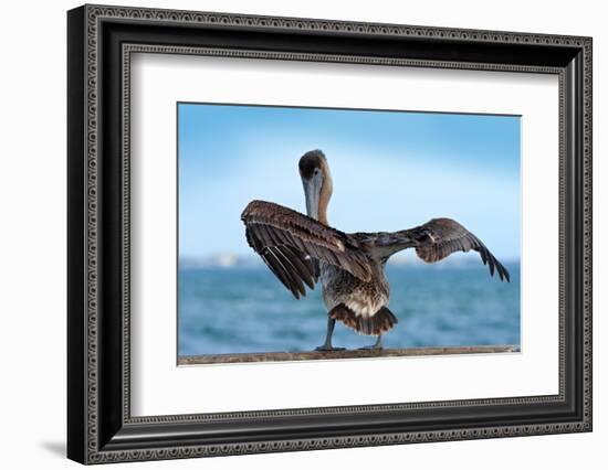 Brown Pelican Splashing in Water. Bird in the Dark Water, Nature Habitat, Florida, Usa. Wildlife Sc-Ondrej Prosicky-Framed Photographic Print