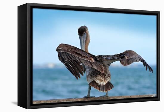 Brown Pelican Splashing in Water. Bird in the Dark Water, Nature Habitat, Florida, Usa. Wildlife Sc-Ondrej Prosicky-Framed Premier Image Canvas