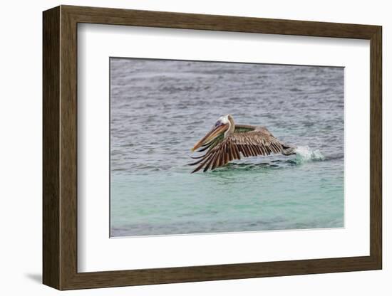 Brown pelican taking off from water, San Cristobal Island, Galapagos Islands, Ecuador.-Adam Jones-Framed Photographic Print