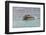 Brown pelican taking off from water, San Cristobal Island, Galapagos Islands, Ecuador.-Adam Jones-Framed Photographic Print