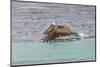 Brown pelican taking off from water, San Cristobal Island, Galapagos Islands, Ecuador.-Adam Jones-Mounted Photographic Print