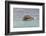 Brown pelican taking off from water, San Cristobal Island, Galapagos Islands, Ecuador.-Adam Jones-Framed Photographic Print