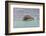 Brown pelican taking off from water, San Cristobal Island, Galapagos Islands, Ecuador.-Adam Jones-Framed Photographic Print