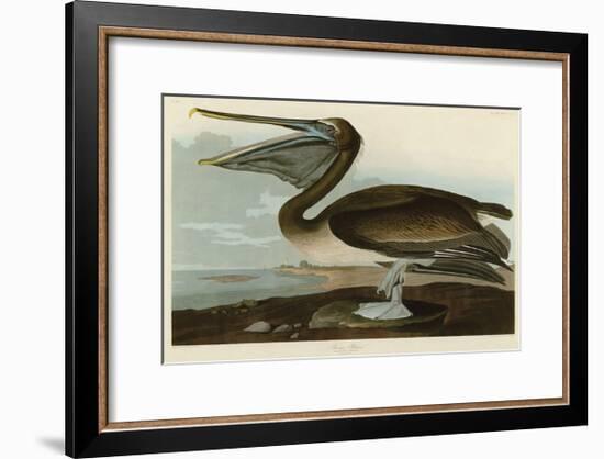 Brown Pelican-John James Audubon-Framed Giclee Print