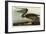 Brown Pelican-John James Audubon-Framed Giclee Print