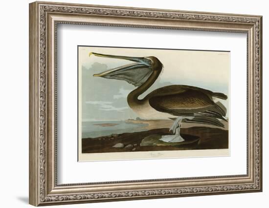 Brown Pelican-John James Audubon-Framed Art Print