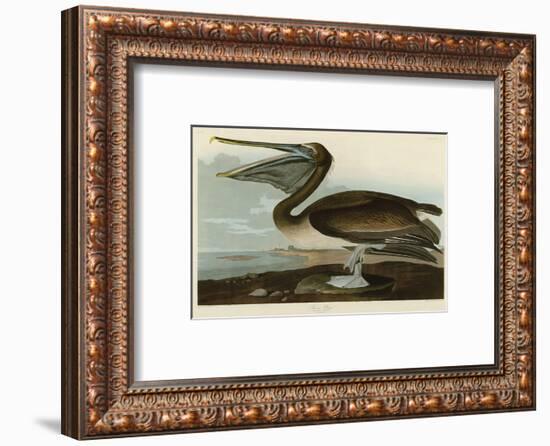 Brown Pelican-John James Audubon-Framed Art Print