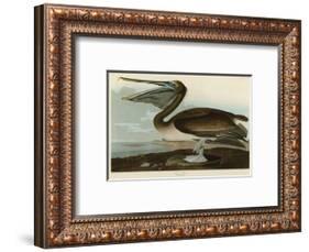 Brown Pelican-John James Audubon-Framed Art Print