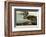 Brown Pelican-John James Audubon-Framed Art Print