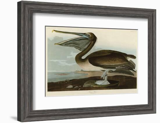 Brown Pelican-John James Audubon-Framed Art Print