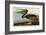 Brown Pelican-John James Audubon-Framed Art Print