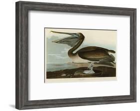 Brown Pelican-John James Audubon-Framed Art Print
