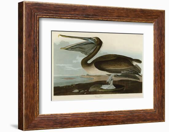 Brown Pelican-John James Audubon-Framed Art Print