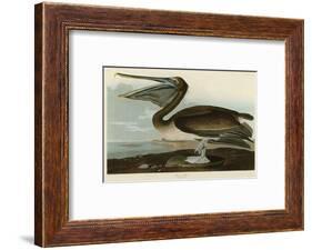 Brown Pelican-John James Audubon-Framed Art Print