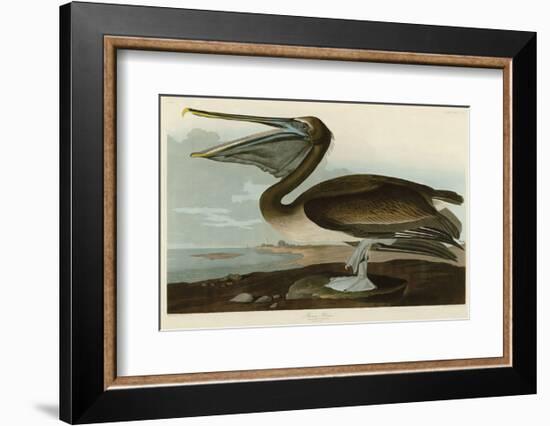 Brown Pelican-John James Audubon-Framed Art Print