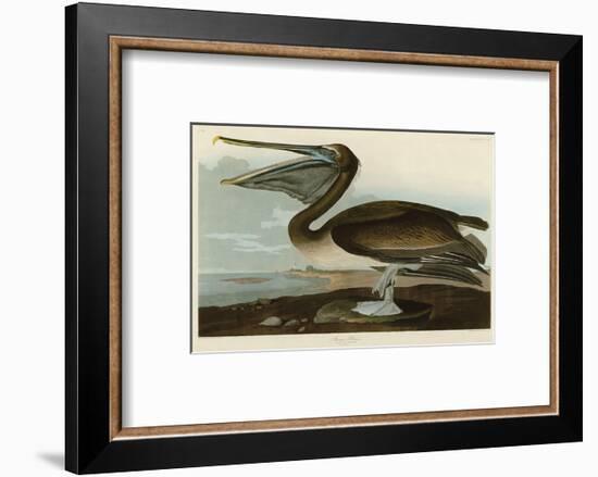 Brown Pelican-John James Audubon-Framed Art Print