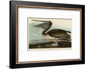 Brown Pelican-John James Audubon-Framed Art Print