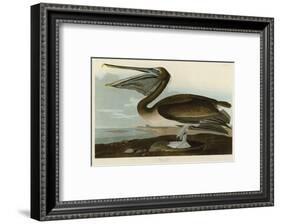 Brown Pelican-John James Audubon-Framed Art Print