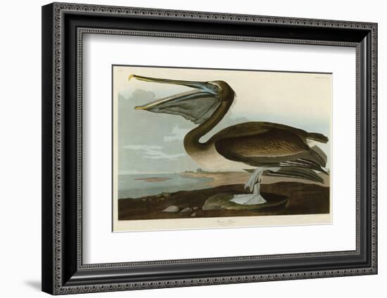 Brown Pelican-John James Audubon-Framed Art Print