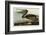 Brown Pelican-John James Audubon-Framed Art Print