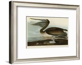 Brown Pelican-John James Audubon-Framed Art Print