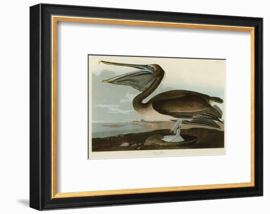 Brown Pelican-John James Audubon-Framed Art Print