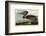 Brown Pelican-John James Audubon-Framed Art Print