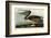 Brown Pelican-John James Audubon-Framed Art Print