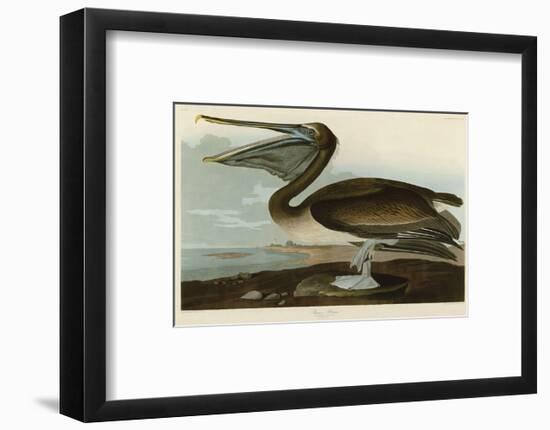 Brown Pelican-John James Audubon-Framed Art Print