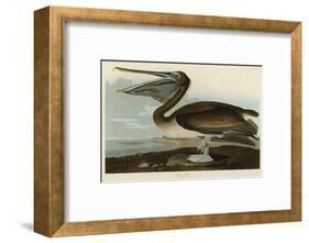 Brown Pelican-John James Audubon-Framed Art Print