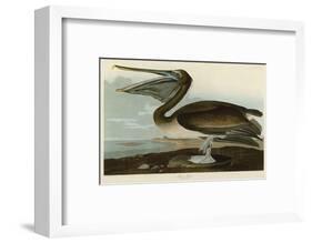 Brown Pelican-John James Audubon-Framed Art Print
