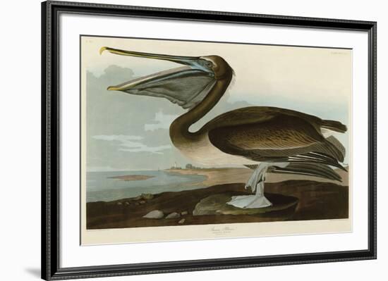 Brown Pelican-John James Audubon-Framed Art Print