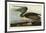 Brown Pelican-John James Audubon-Framed Art Print