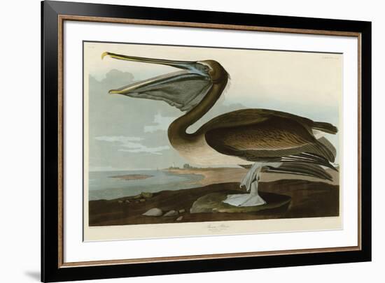 Brown Pelican-John James Audubon-Framed Art Print