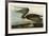 Brown Pelican-John James Audubon-Framed Art Print