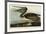 Brown Pelican-John James Audubon-Framed Art Print