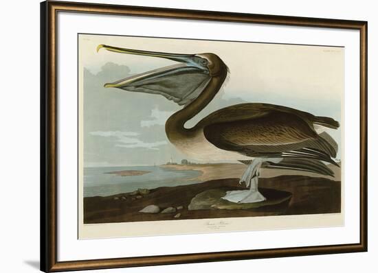 Brown Pelican-John James Audubon-Framed Art Print