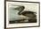 Brown Pelican-John James Audubon-Framed Art Print