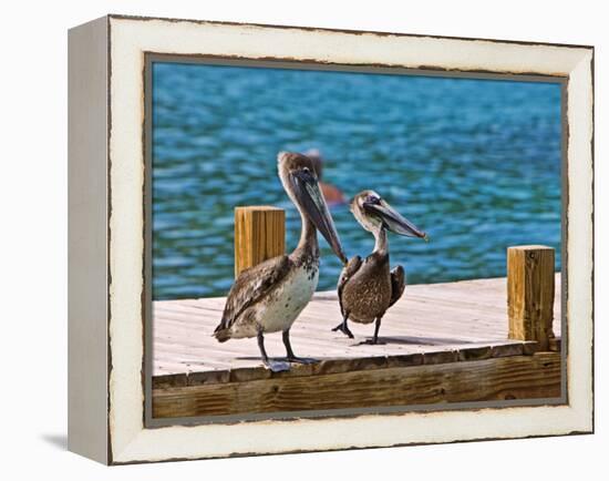 Brown Pelican-Joe Restuccia III-Framed Premier Image Canvas