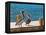 Brown Pelican-Joe Restuccia III-Framed Premier Image Canvas