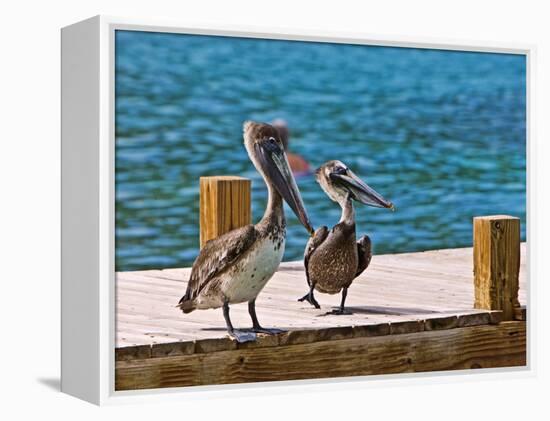 Brown Pelican-Joe Restuccia III-Framed Premier Image Canvas