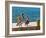 Brown Pelican-Joe Restuccia III-Framed Photographic Print