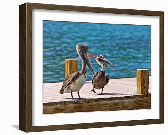 Brown Pelican-Joe Restuccia III-Framed Photographic Print