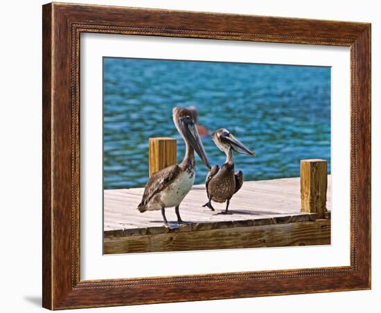 Brown Pelican-Joe Restuccia III-Framed Photographic Print